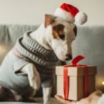 Tips for Choosing Dog Gifts for Special Needs Pets