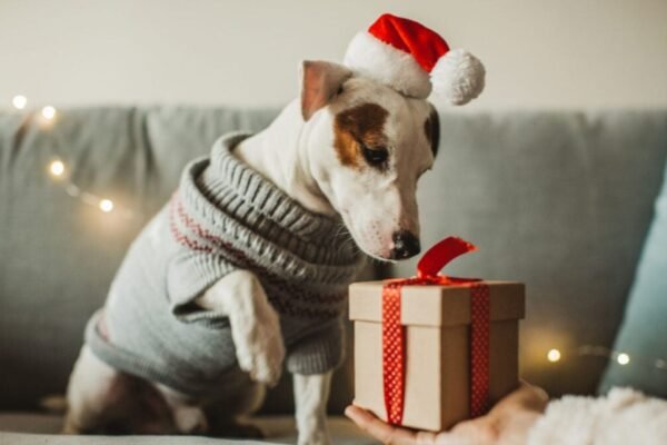 Tips for Choosing Dog Gifts for Special Needs Pets