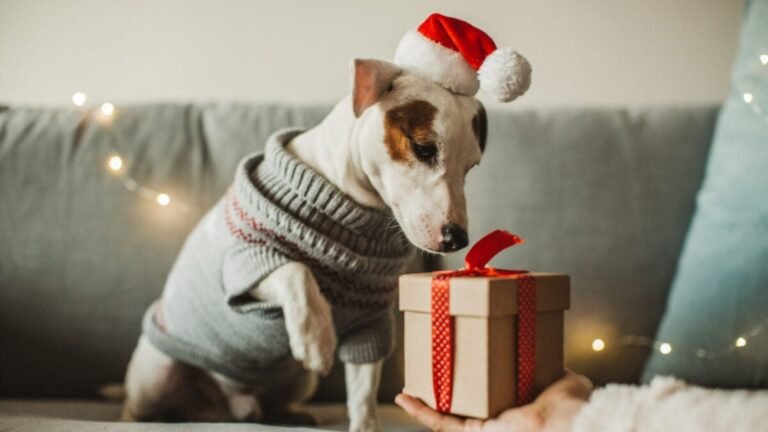 Tips for Choosing Dog Gifts for Special Needs Pets