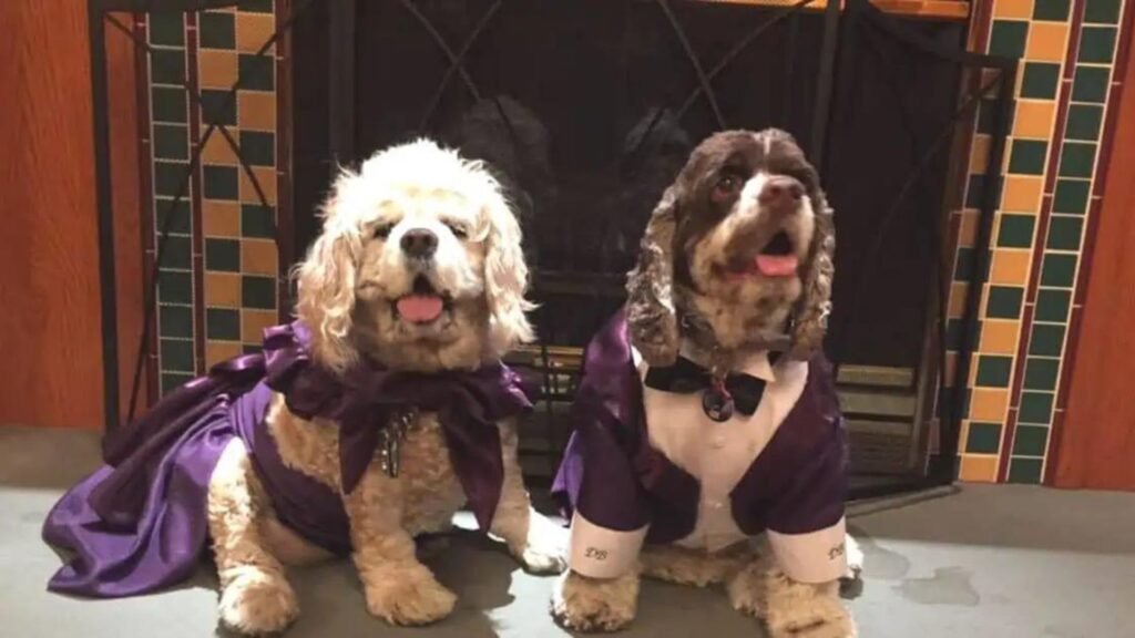 2 dogs wearing Unique Dog Clothes 