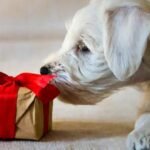 Tips for Choosing the Perfect Dog Gift