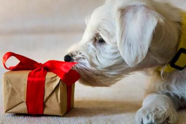 Tips for Choosing the Perfect Dog Gift