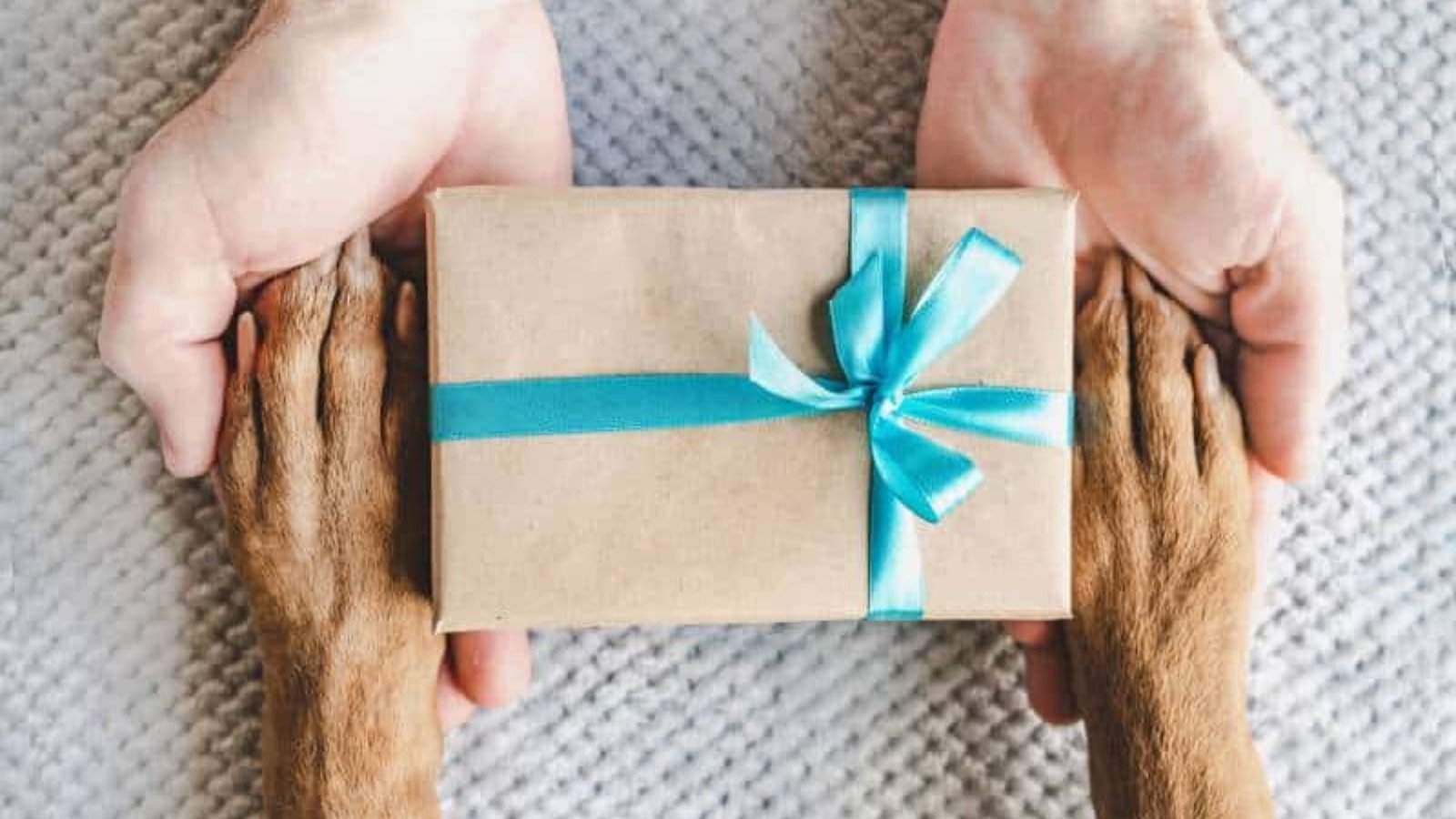 Tips for Dog Gifts for New Pet Owners