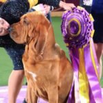 Tips for Dog Show and Competition Gift Ideas