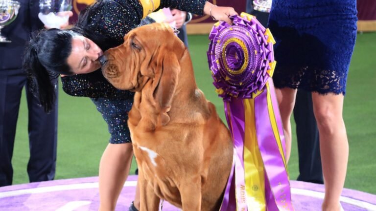 Tips for Dog Show and Competition Gift Ideas