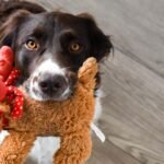 Tips for Engaging Toys for Active Dogs