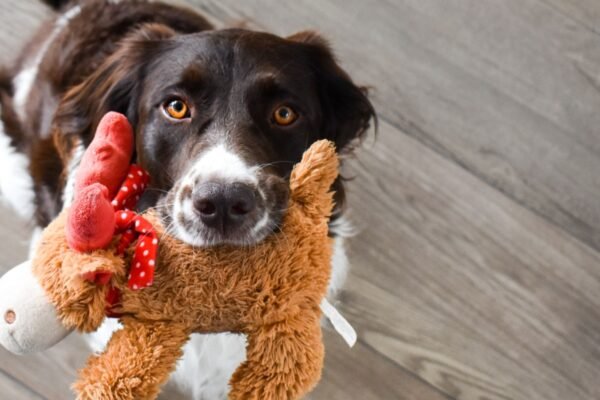 Tips for Engaging Toys for Active Dogs