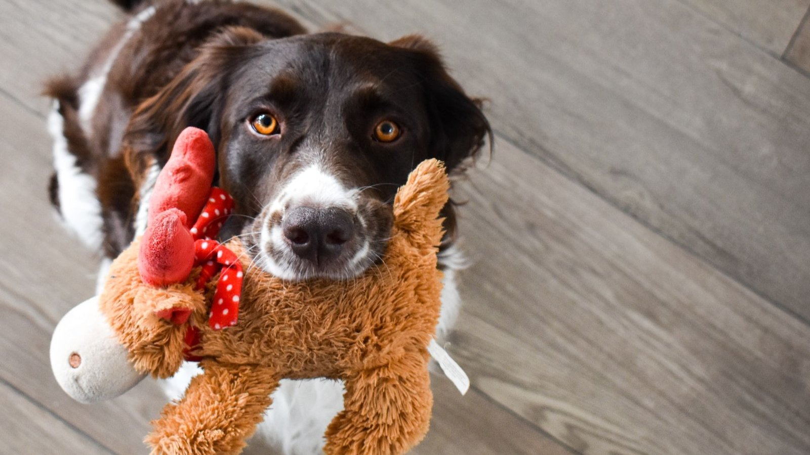 Tips for Engaging Toys for Active Dogs