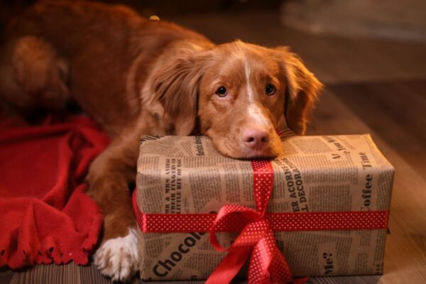 Tips for Gift Ideas for Senior Dogs