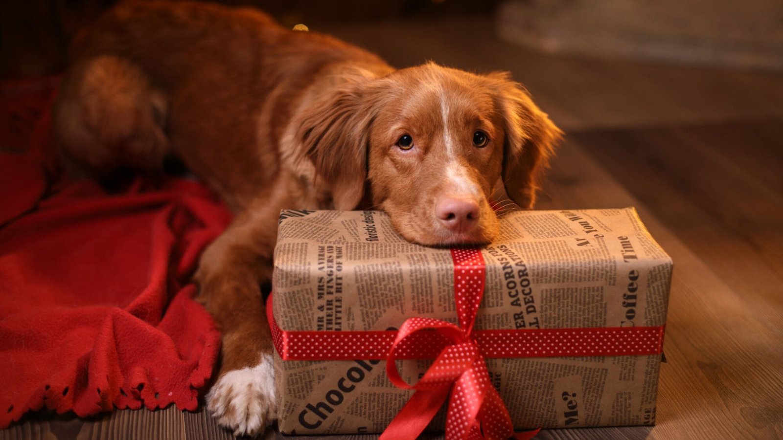 Tips for Gift Ideas for Senior Dogs