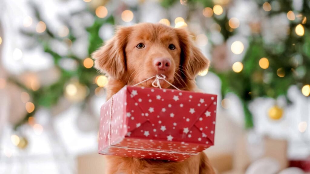 Tips for Gift Ideas for Senior Dogs