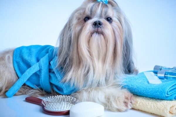 Tips for Grooming Gifts for Your Dog