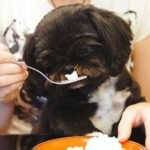 Tips for Health and Wellness Gifts for Dogs