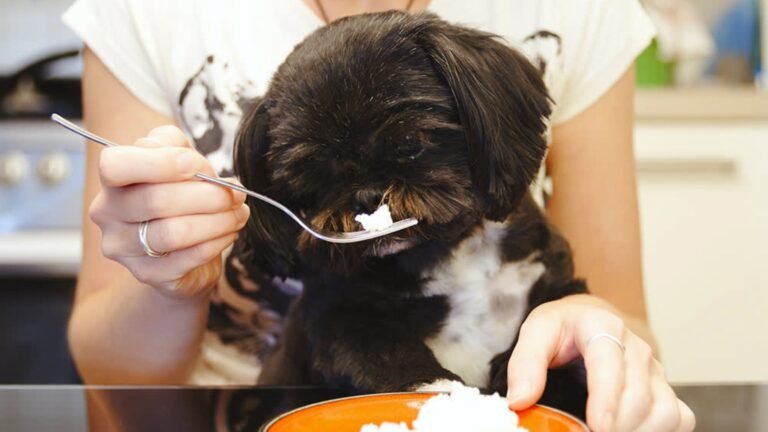 Tips for Health and Wellness Gifts for Dogs