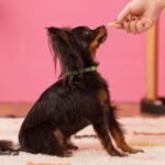 Tips for Introducing Your Dog to Formal Events