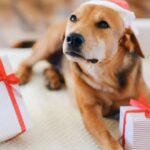 Tips for Seasonal Dog Gift Giving