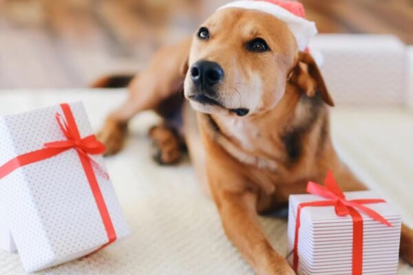 Tips for Seasonal Dog Gift Giving