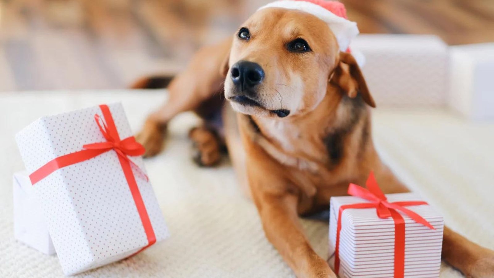 Tips for Seasonal Dog Gift Giving