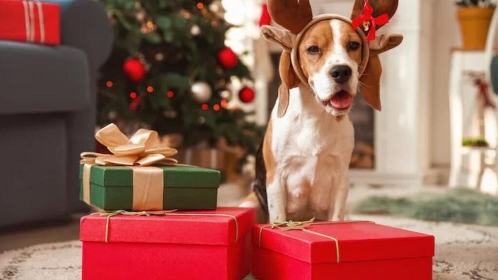 Tips for Seasonal Dog Gift Giving