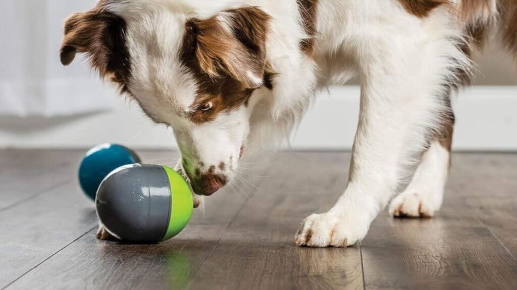 Tips for Selecting Interactive Toys for Dogs