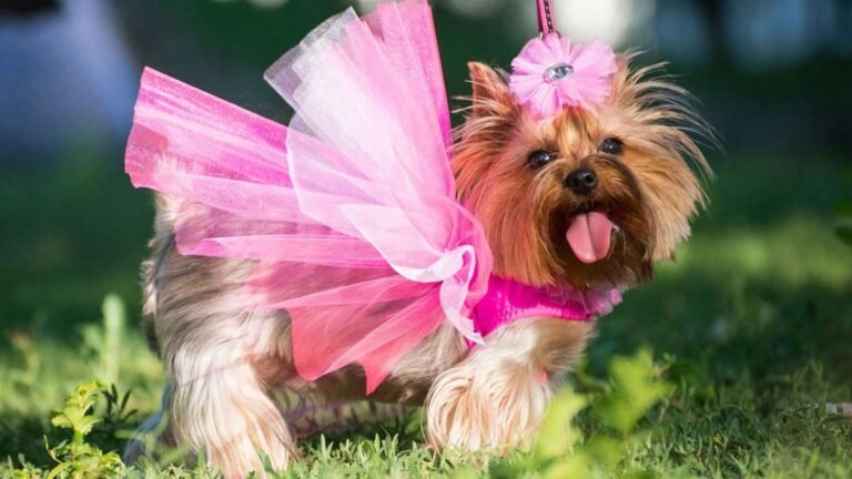 Tips for Spoiling Your Dog with Luxury Gifts