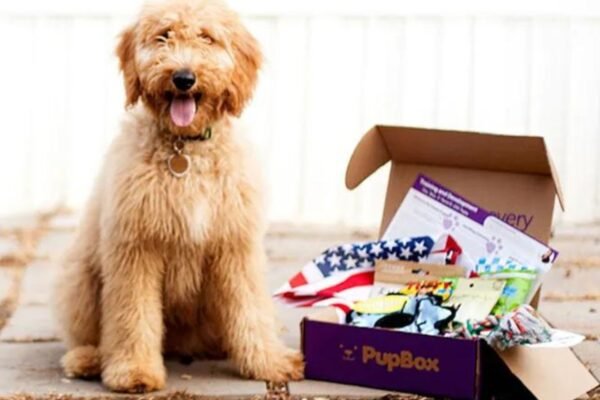 Tips for Subscription Boxes as Dog Gifts