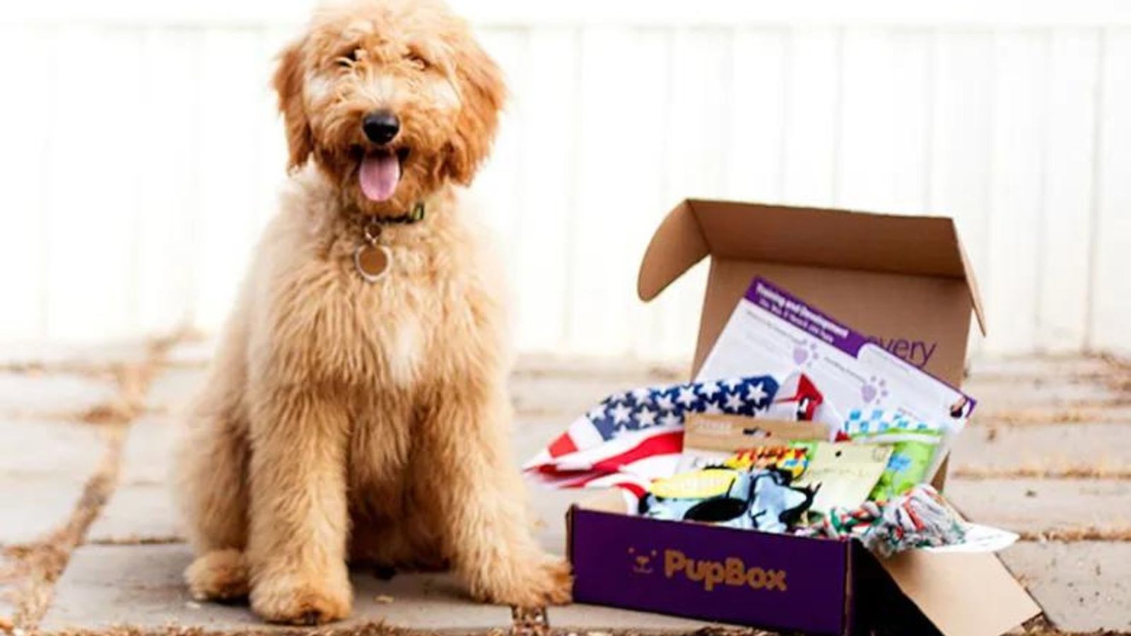 Tips for Subscription Boxes as Dog Gifts