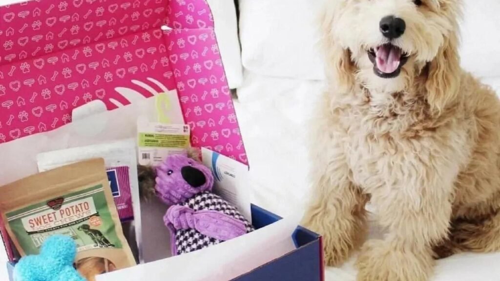 Tips for Subscription Boxes as Dog Gifts