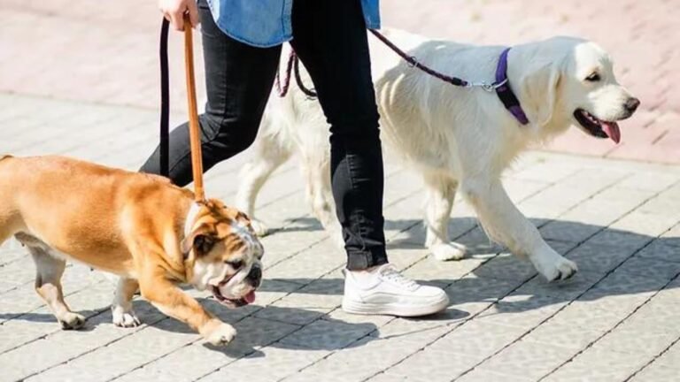 Tips for Training Aids as Gifts for Your Dog