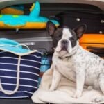 Tips for Travel Gifts for Dogs on the Go