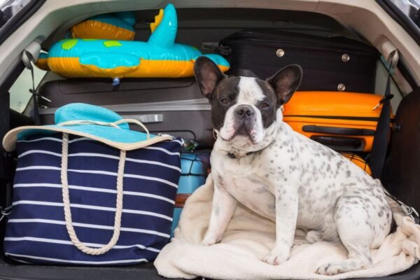 Tips for Travel Gifts for Dogs on the Go