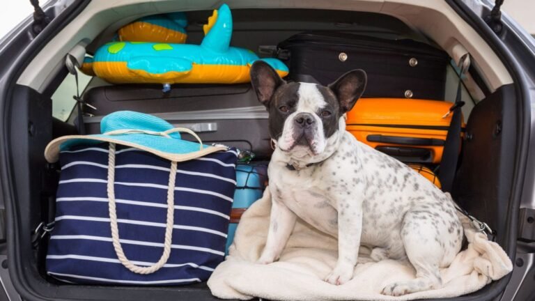 Tips for Travel Gifts for Dogs on the Go