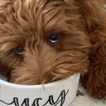 Top 10 Dog Gifts for Every Breed
