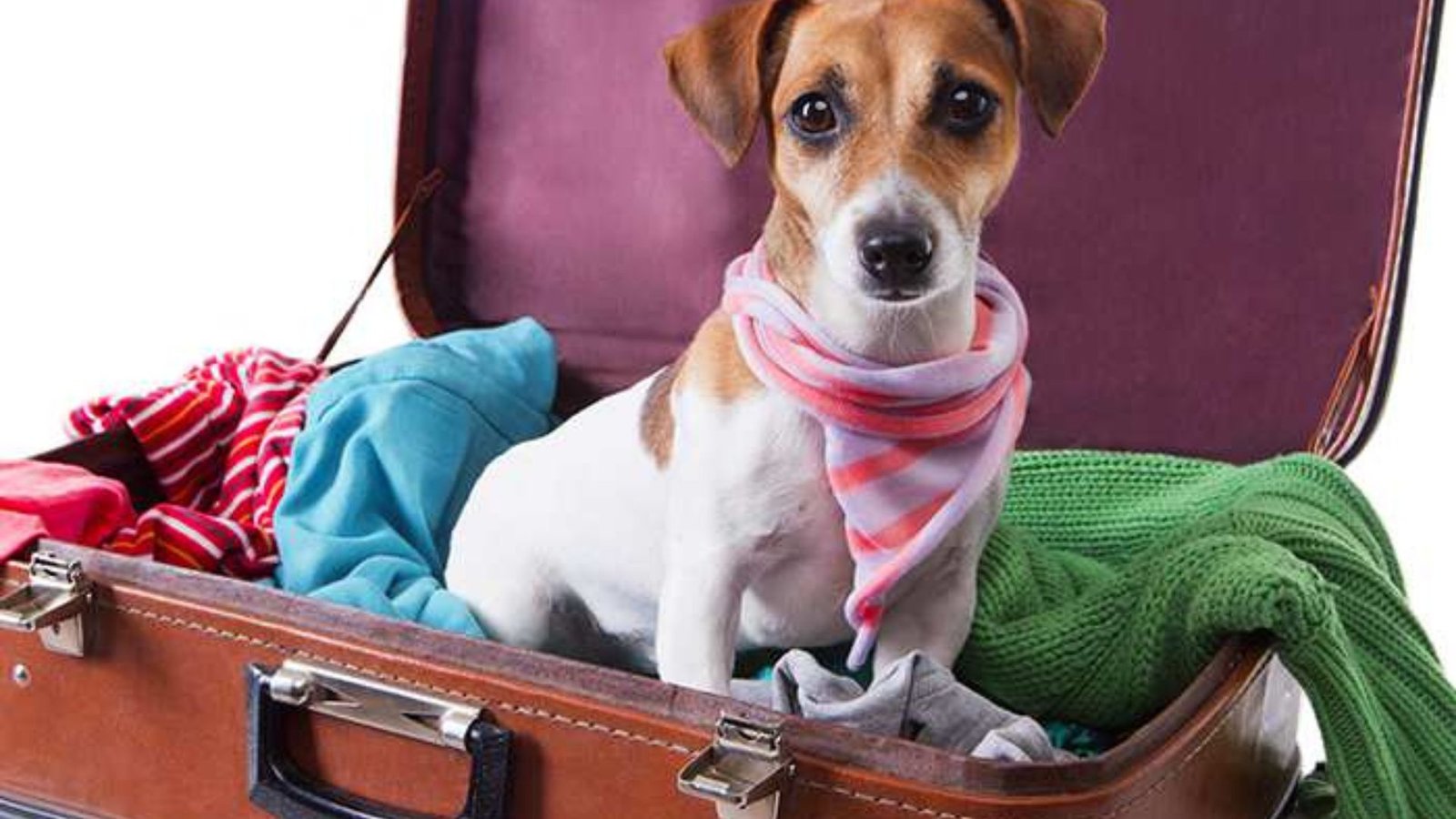 Travel Essentials: Gifts for Dogs on the Go