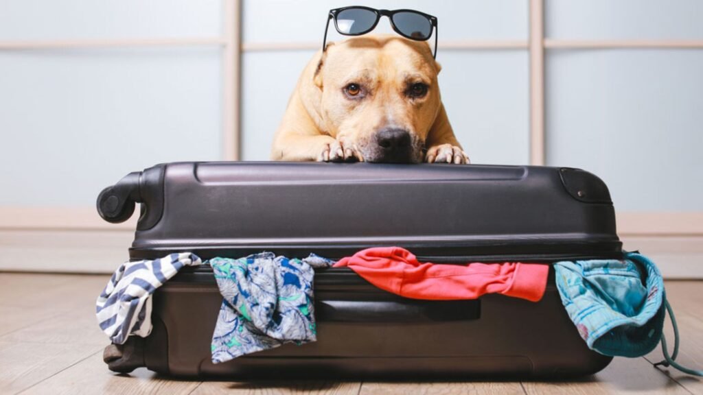 Travel Essentials: Gifts for Dogs on the Go