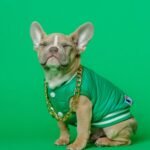 Trends in Dog Fashion From Clothing to Accessories