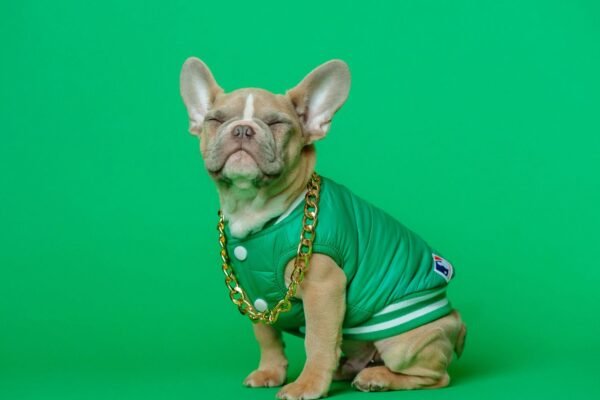 Trends in Dog Fashion From Clothing to Accessories