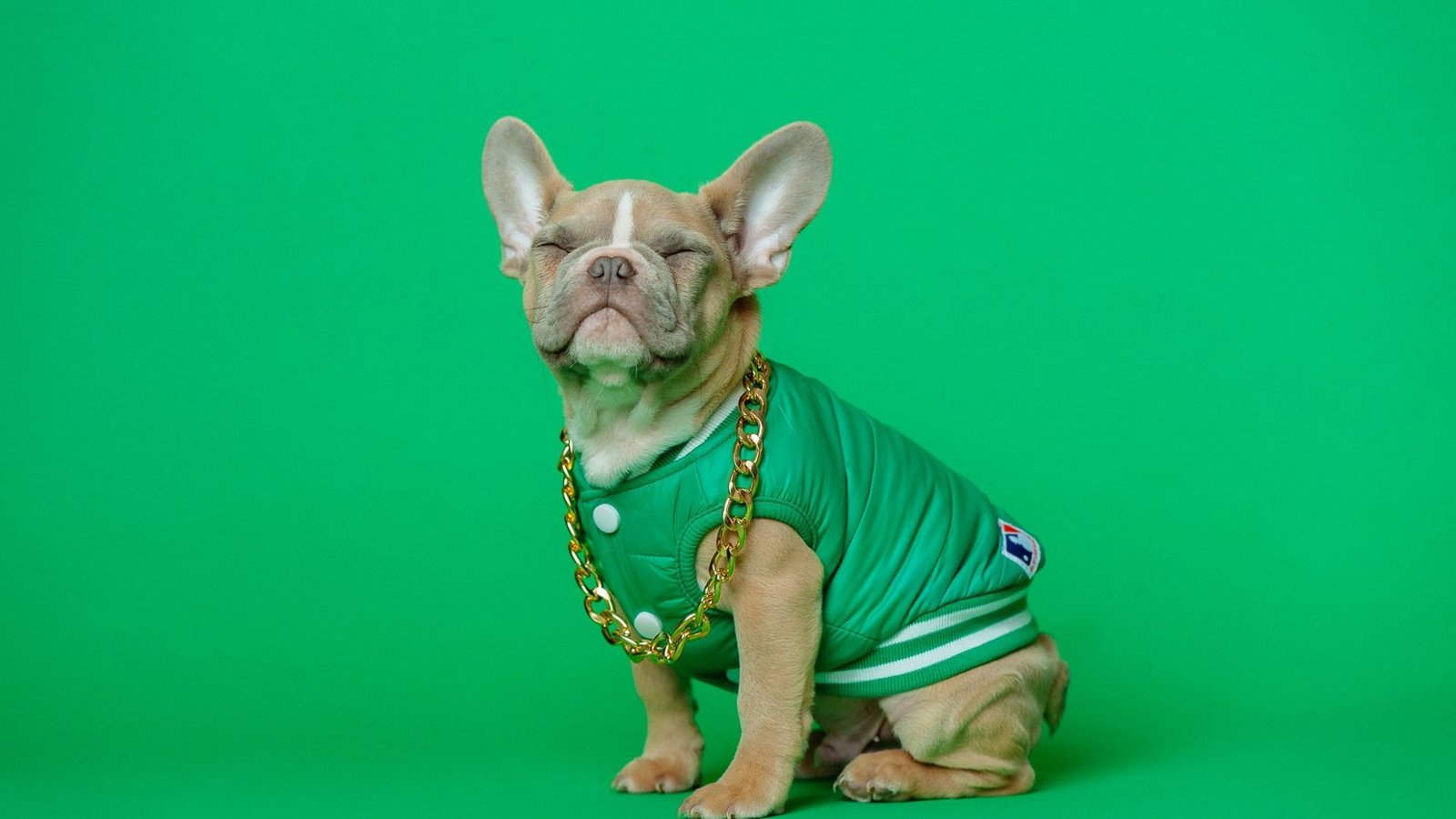 Trends in Dog Fashion From Clothing to Accessories