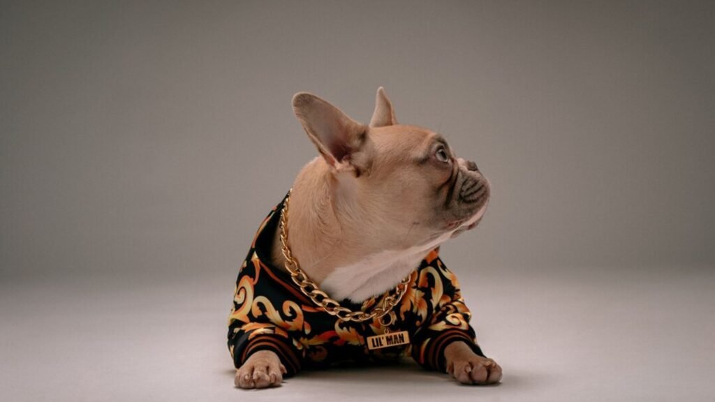 Trends in Dog Fashion From Clothing to Accessories