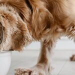 Essential Supplements for Dogs
