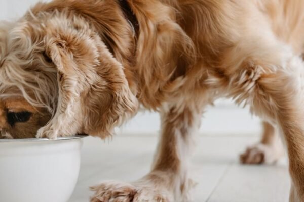 Essential Supplements for Dogs