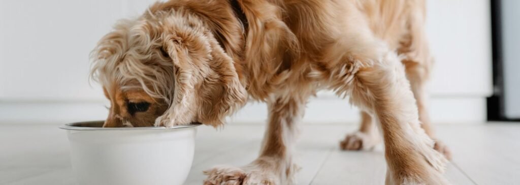 Senior Dog Nutrition