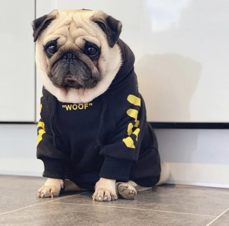 Woof Wear: Stylish Dog Apparel