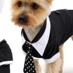 A Dog Wearing Affordable Dog Formal Wear Options