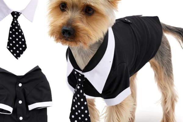 A Dog Wearing Affordable Dog Formal Wear Options