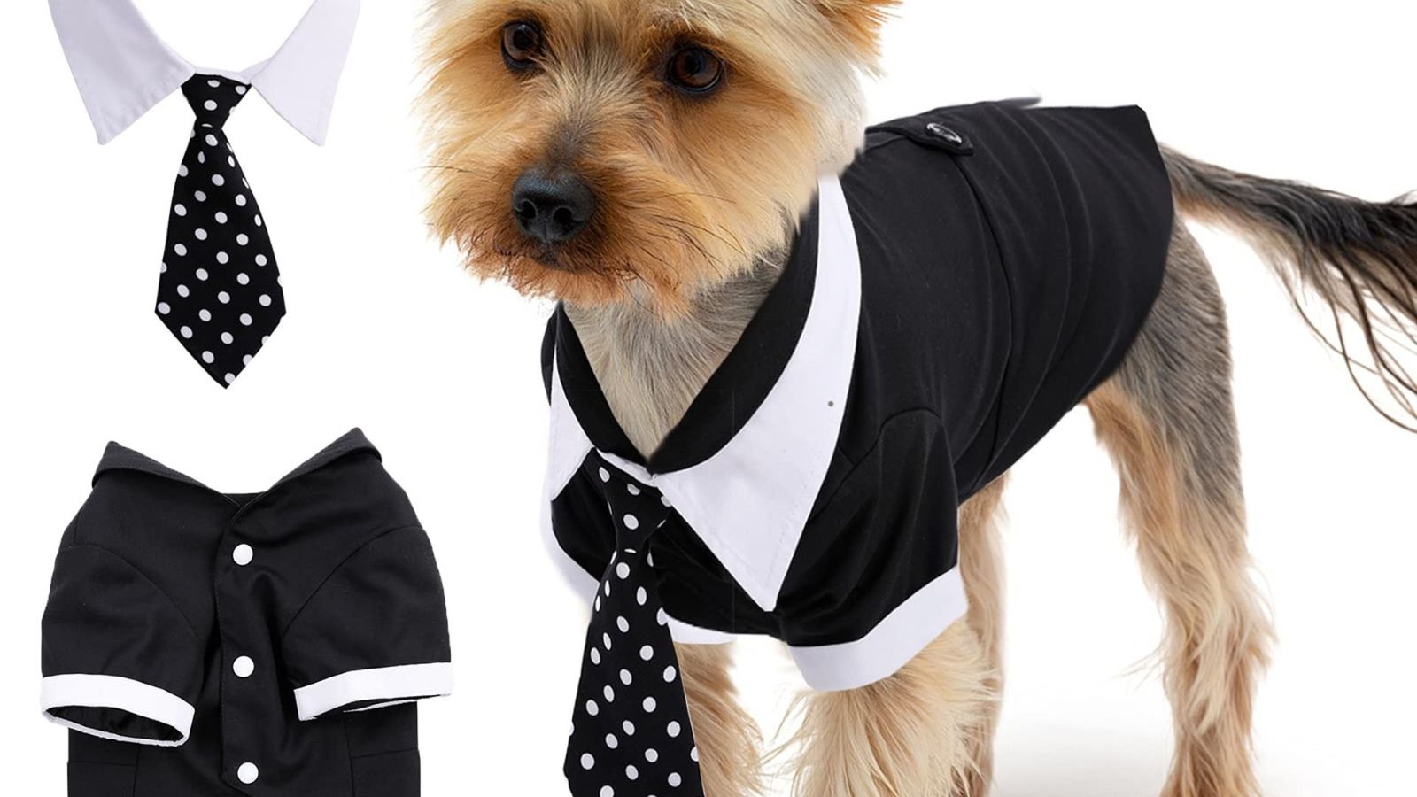 A Dog Wearing Affordable Dog Formal Wear Options