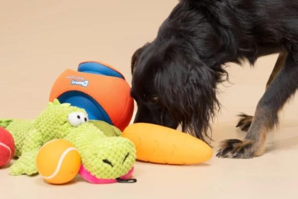 A black do playing with the Best Dog Toys Birthday Gifts in 2024