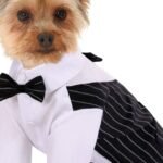 a dog wearing a suit which is a Must-Have Dog Formal Wear for Weddings and Events