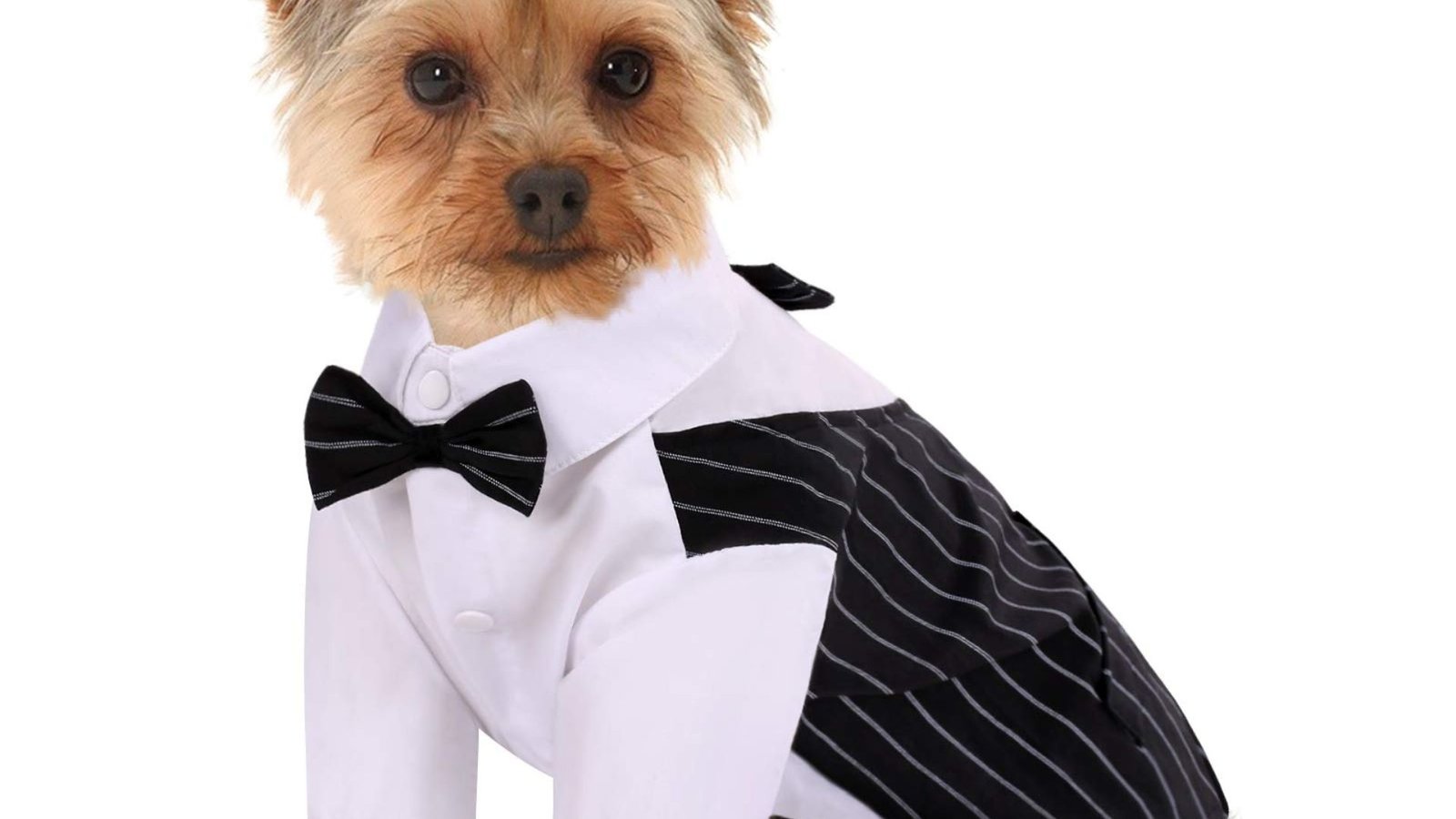 a dog wearing a suit which is a Must-Have Dog Formal Wear for Weddings and Events