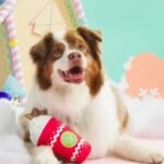 Unique Birthday Gifts for Dogs